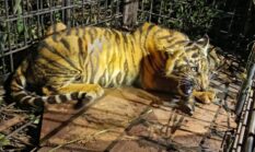 Anak Harimau Sumatera Masuk Kandang Jebakan di Desa Pulau Muda Pelalawan