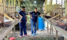 Polsek Lirik Monitoring Peternakan Domba, Wujud Dukungan Ketahanan Pangan Nasional