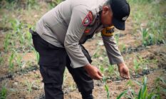 Dukung Swasembada Pangan, Polsek Lirik Monitoring Pertumbuhan Jagung Pipil Binaan