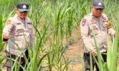 Polsek Lirik Pantau Pertumbuhan Jagung Binaan, Perkuat Komitmen Dukung Ketahanan Pangan Nasional