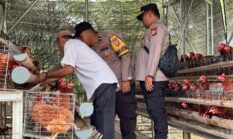Dukung Swasembada Pangan, Polsek Lirik Pantau Perkembangan Ternak Ayam Kampung Warga