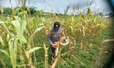 Dukung Ketahanan Pangan Nasional, Polsek Lirik Cek Kesiapan Panen Jagung Pipil di Desa Sidomulyo