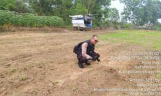Polsek Lirik Bersama Petani Optimalkan Budidaya Jagung Pipil di Pasir Ringgit