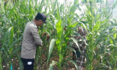 Bhabinkamtibmas Lubuk Dalam Kawal Ketahanan Pangan Bersama Kelompok Tani