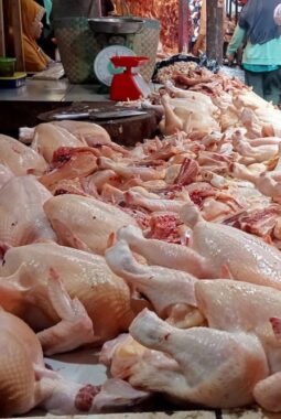 Harga Daging Ayam di Pekanbaru Melonjak Dratis Hingga Rp36 Ribu per Kg, Pemko akan Panggil Produsen
