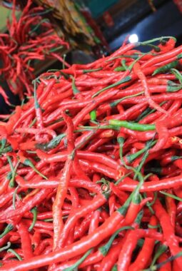 Harga Cabai Merah di Pekanbaru Makin Pedas, Tembus Rp.100 Ribu per Kilogram