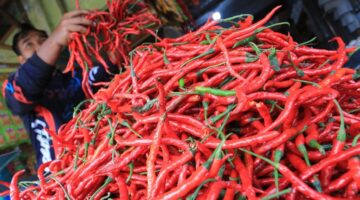 Harga Cabai Merah di Pekanbaru Makin Pedas, Tembus Rp.100 Ribu per Kilogram