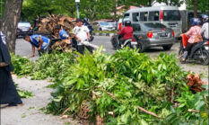 Pohon Tumbang di Jalan Sudirman Timpa Innova, DLHK Pekanbaru Temukan Akar Bekas Dibakar